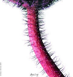 Howard  Schatz - Poppy 2, from the Botanica Series, 2007