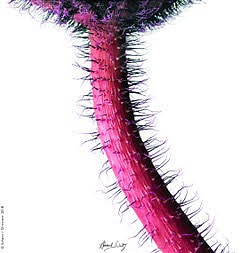 Howard  Schatz, Poppy 2, from the Botanica Series, 2007
Archival pigment print, 42 x 40 in.
SCH046