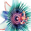 Howard  Schatz, Passion Flower 1, from the Botanica Series
2002