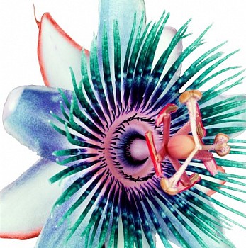 Howard  Schatz - Passion Flower 1, from the Botanica Series, 2002